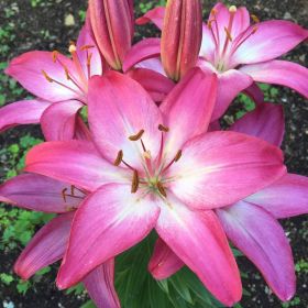 Lily Asiatic Pink Jumbo 6 Pack